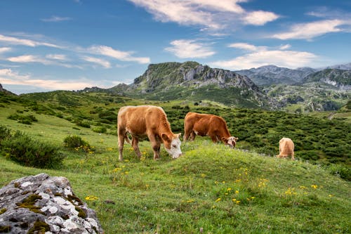 Δωρεάν στοκ φωτογραφιών με αγελάδες, βόδια, βουνό