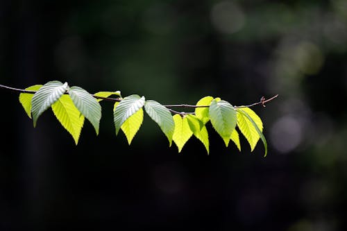 Free Selective Focus Photography of Green Leaves Stock Photo