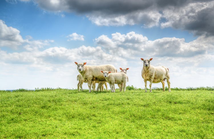 Five White Sheep On Farm