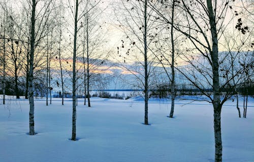 Free Trees and Rural Landscape in Winter  Stock Photo