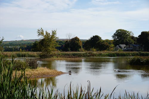 Ducks on a Lake Surrounded With Green Grass