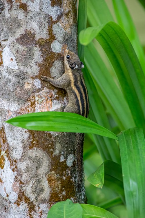 Free Close-up of an Indian palm squirrel on a tree trunk surrounded by lush green leaves. Stock Photo