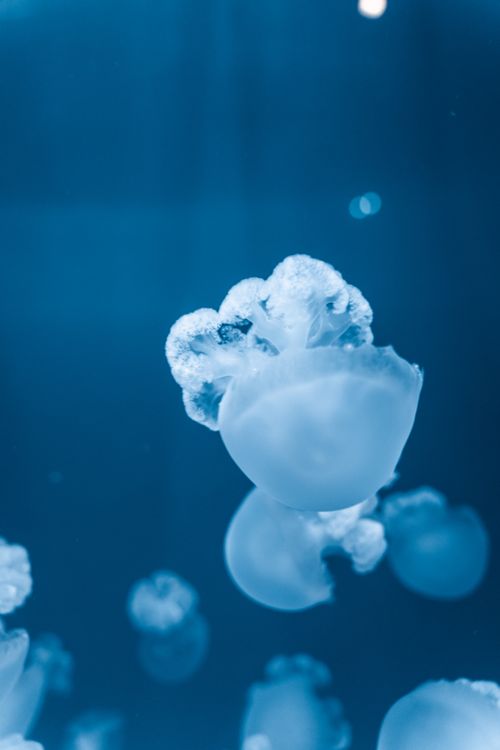 Free Elegant jellyfish drifting in a deep blue underwater scene. Stock Photo