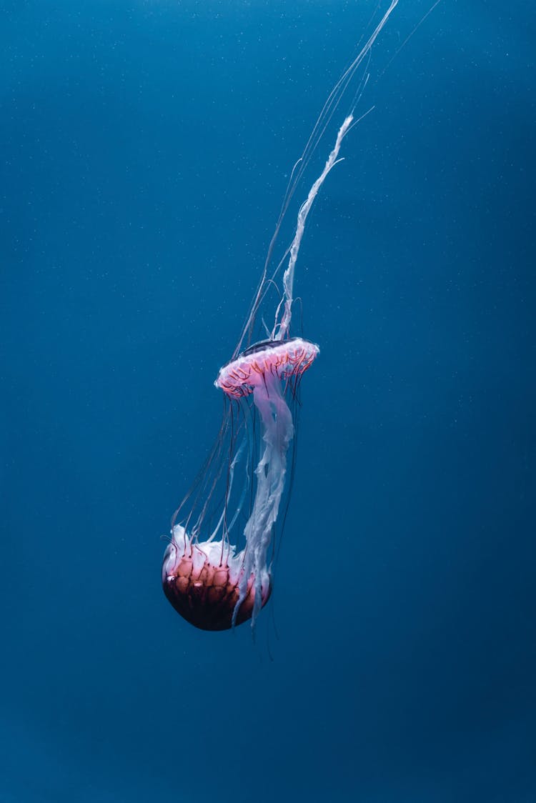 A Jellyfish Underwater