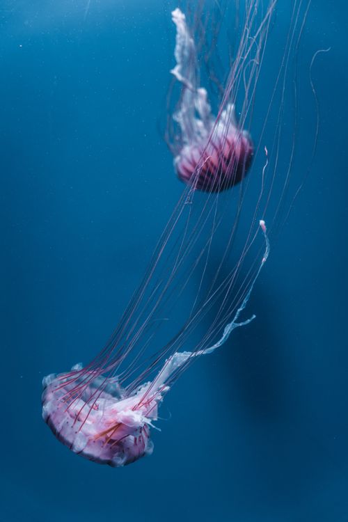 Free Two stunning jellyfish gracefully swimming in the deep blue ocean, showcasing their delicate tentacles. Stock Photo