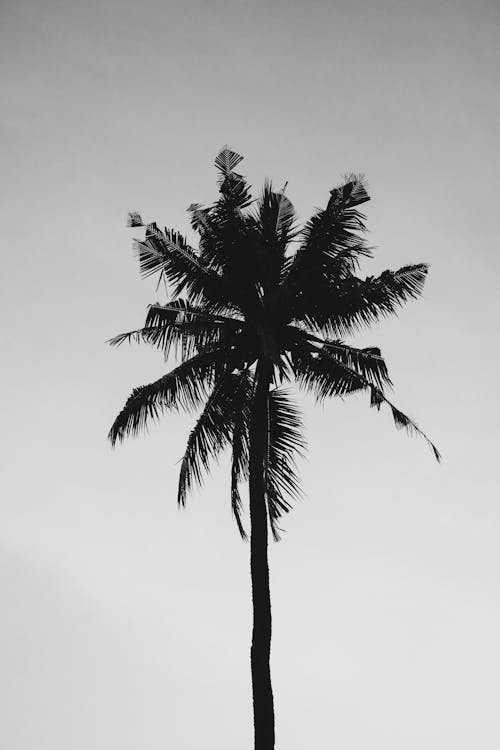 Kostenlos Kokosnussbaum Unter Grauem Himmel Stock-Foto