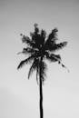 天空中，一棵高大棕榈树的轮廓呈现出单色