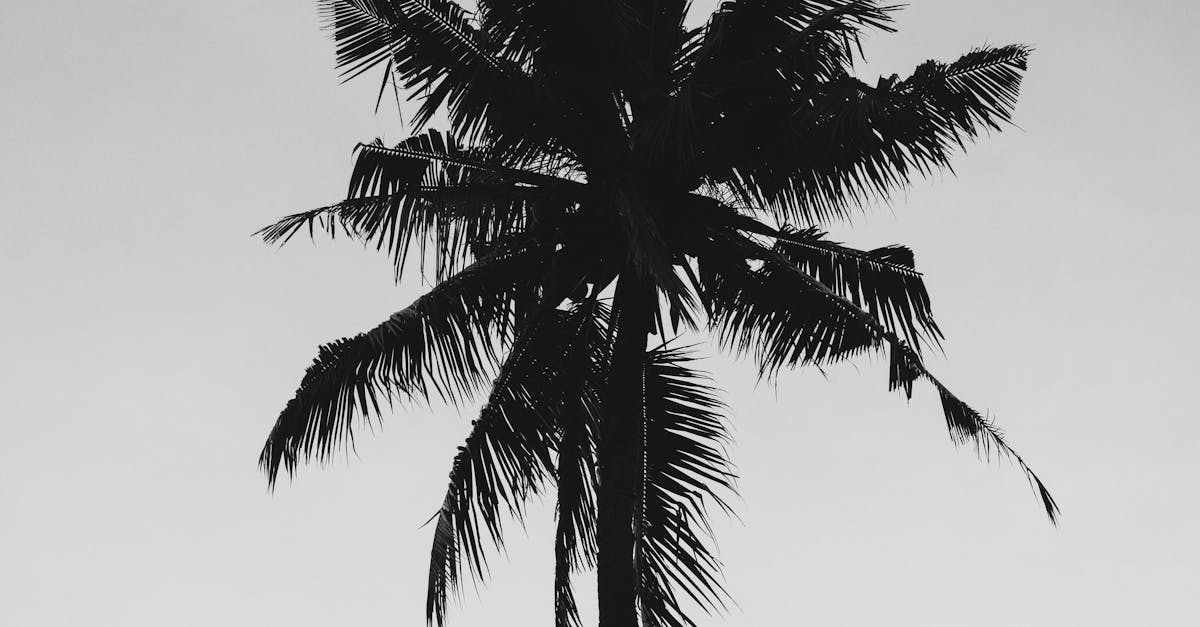 Coconut Tree Under Gray Sky · Free Stock Photo