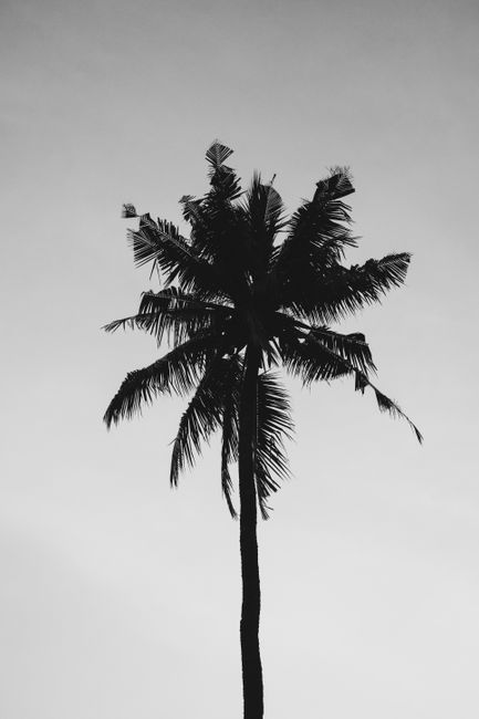 Monochrome silhouette of a tall palm tree against the sky.