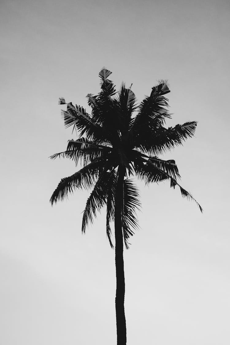 Coconut Tree Under Gray Sky