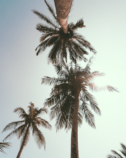 Fotografi Sudut Rendah Pohon Kelapa Di Bawah Langit Biru