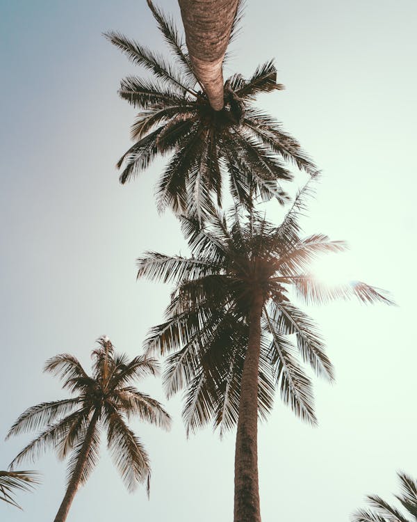 藍藍的天空下椰子樹的低角度攝影