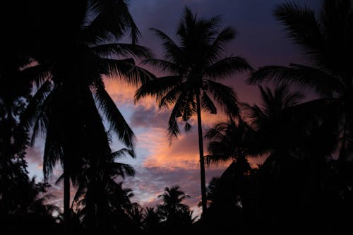 Palm Tree Silhouettes on Sunset