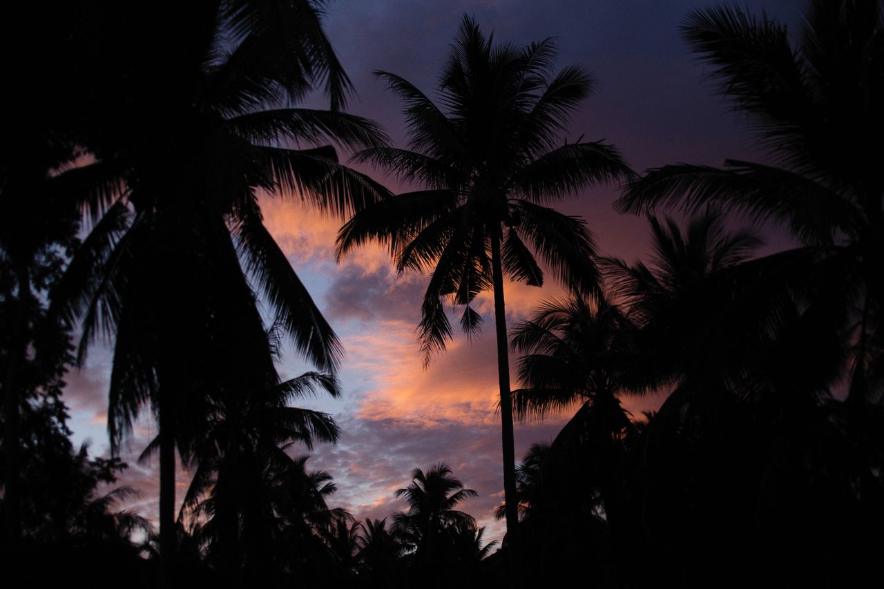 palm trees silhouetted against a colorful sunset sky evoking a tropica