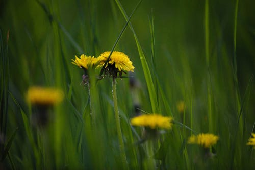 Yellow Flowers in Tilt Shift Lens