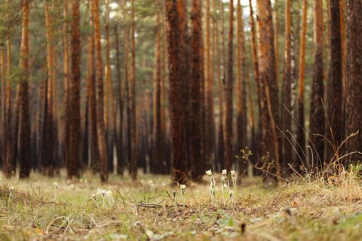 White wildflowers bloom on the forest floor amidst towering pine trees, capturing the essence of spring.