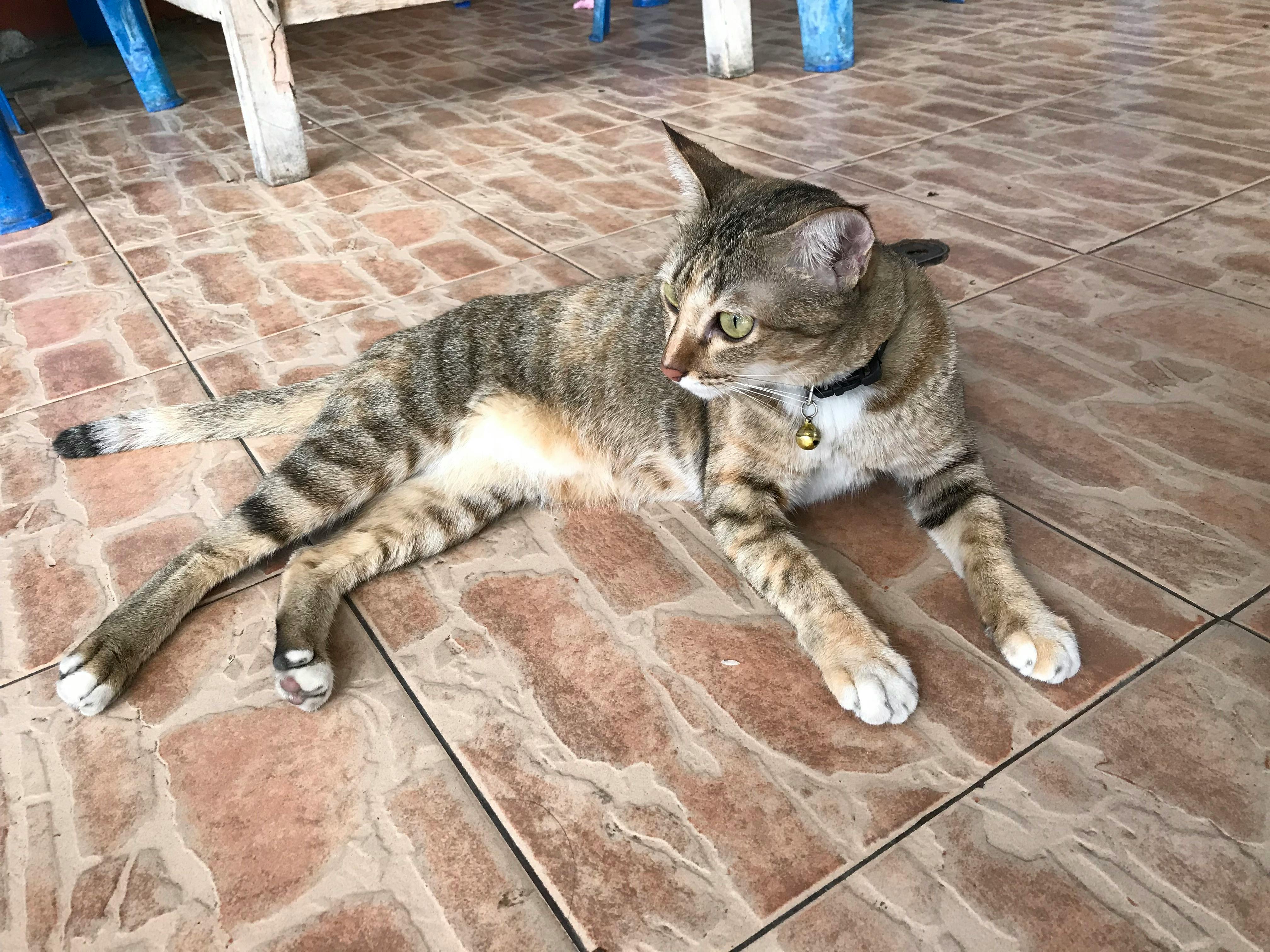 استكشاف بحيرة جنيف