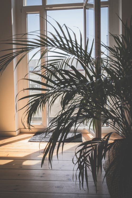 Free Green Palm Plant Inside Room Stock Photo