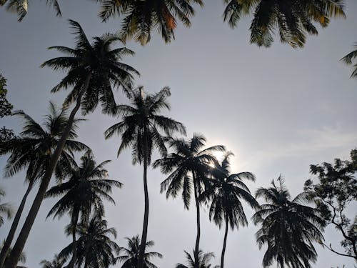 Darmowe zdjęcie z galerii z natura, niebo, palmy