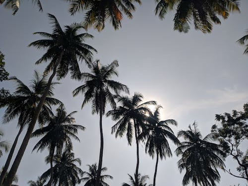 Palm Trees against the Sky 