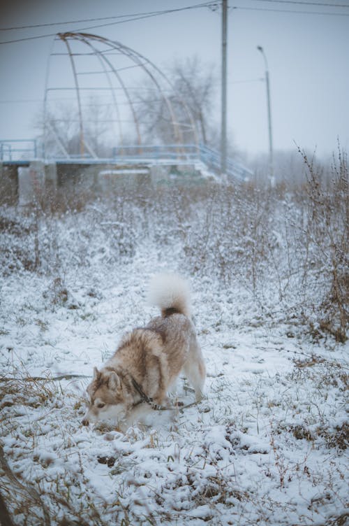 Husky in Snow