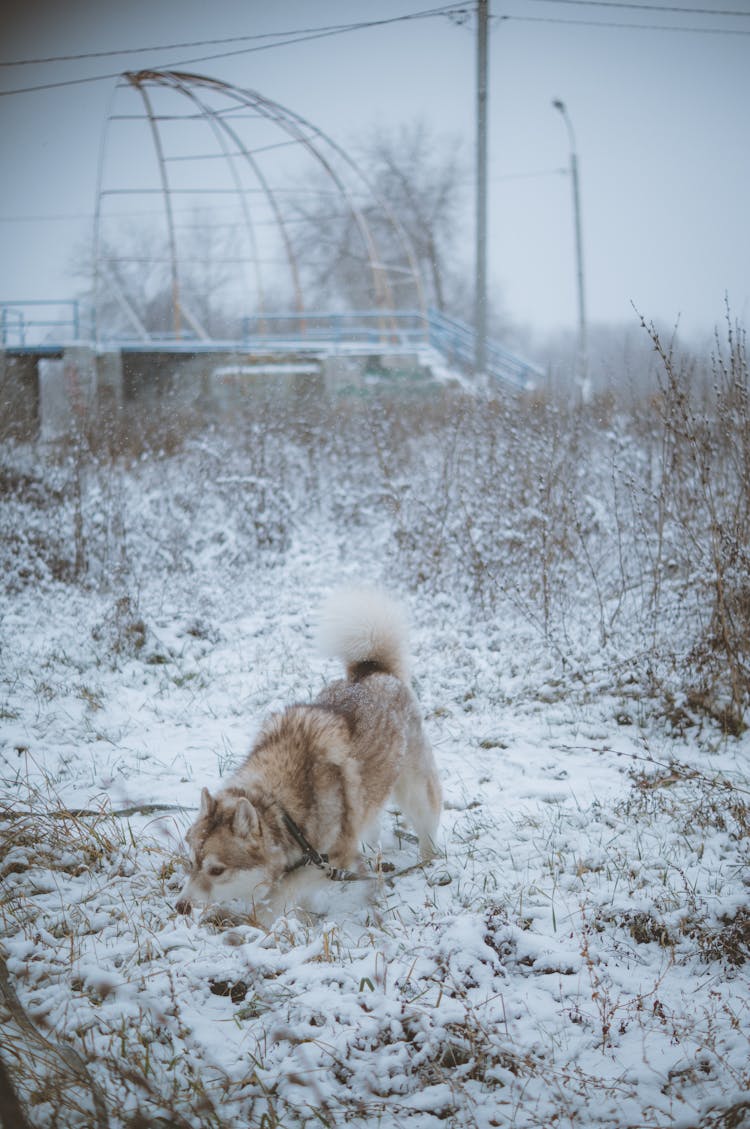 Husky In Snow