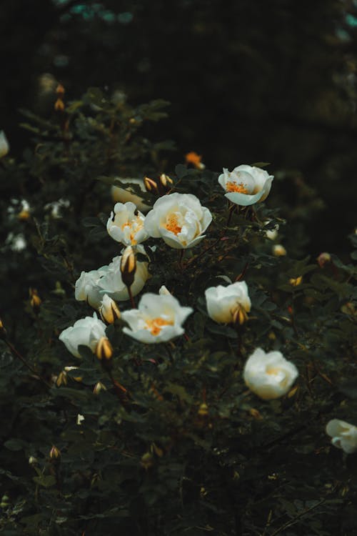 Beyaz Yapraklı çiçek
