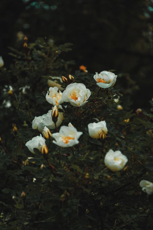 https://www.pexels.com/photo/white-petaled-flower-1122625/ get my garden ready for summer