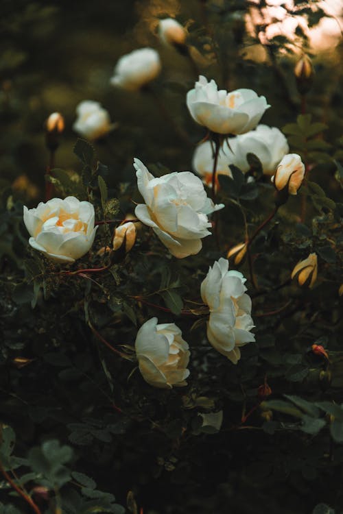Beyaz Petaled çiçekler