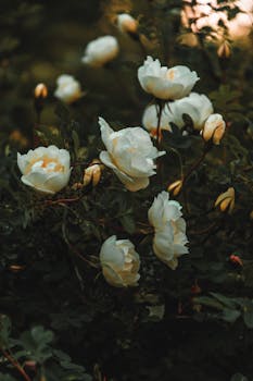 Hearts That Bloom in Darkness