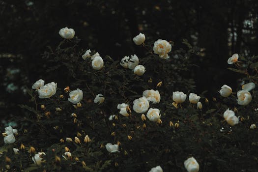 Bed of White Petaled Flowers