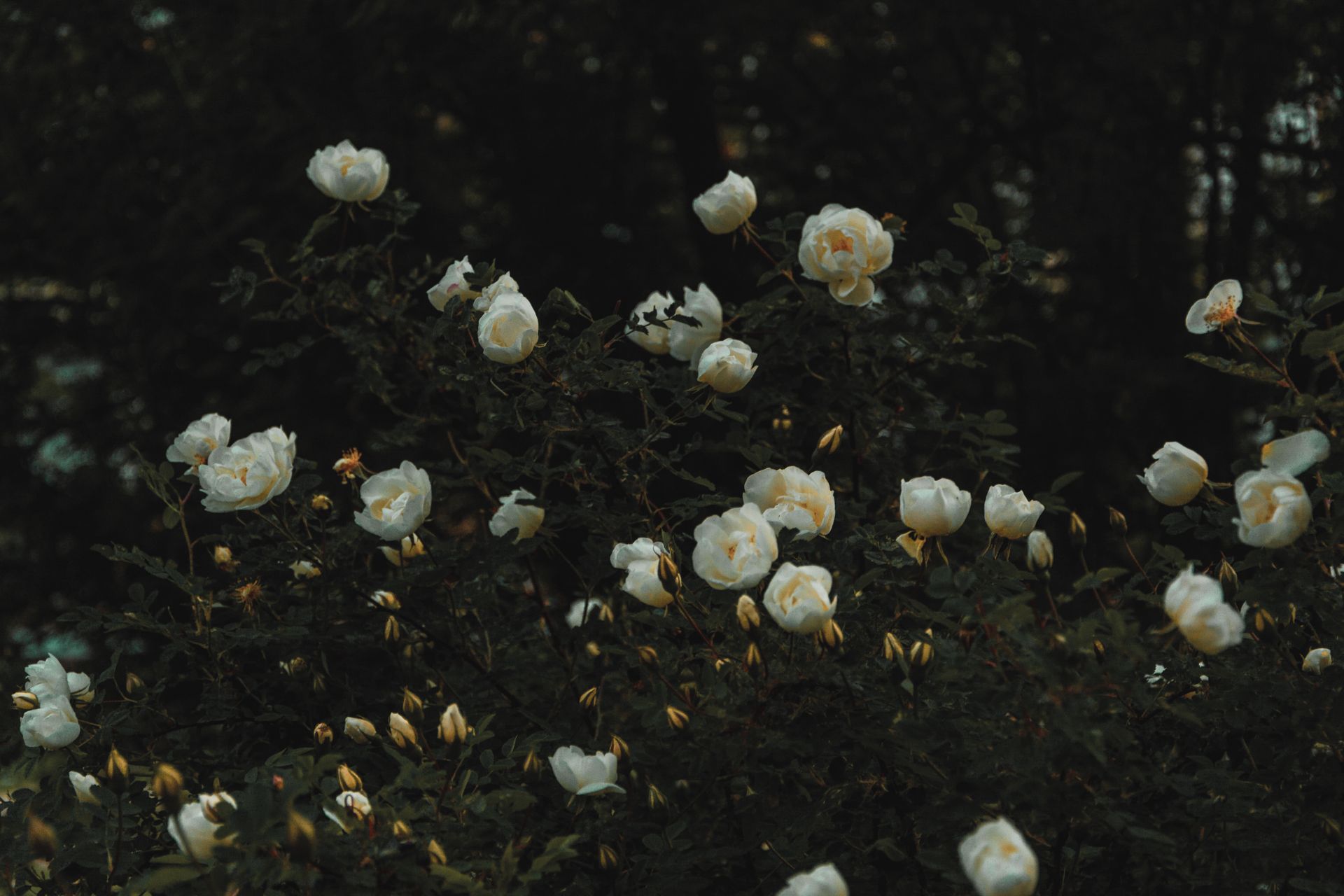Bed of White Petaled Flowers