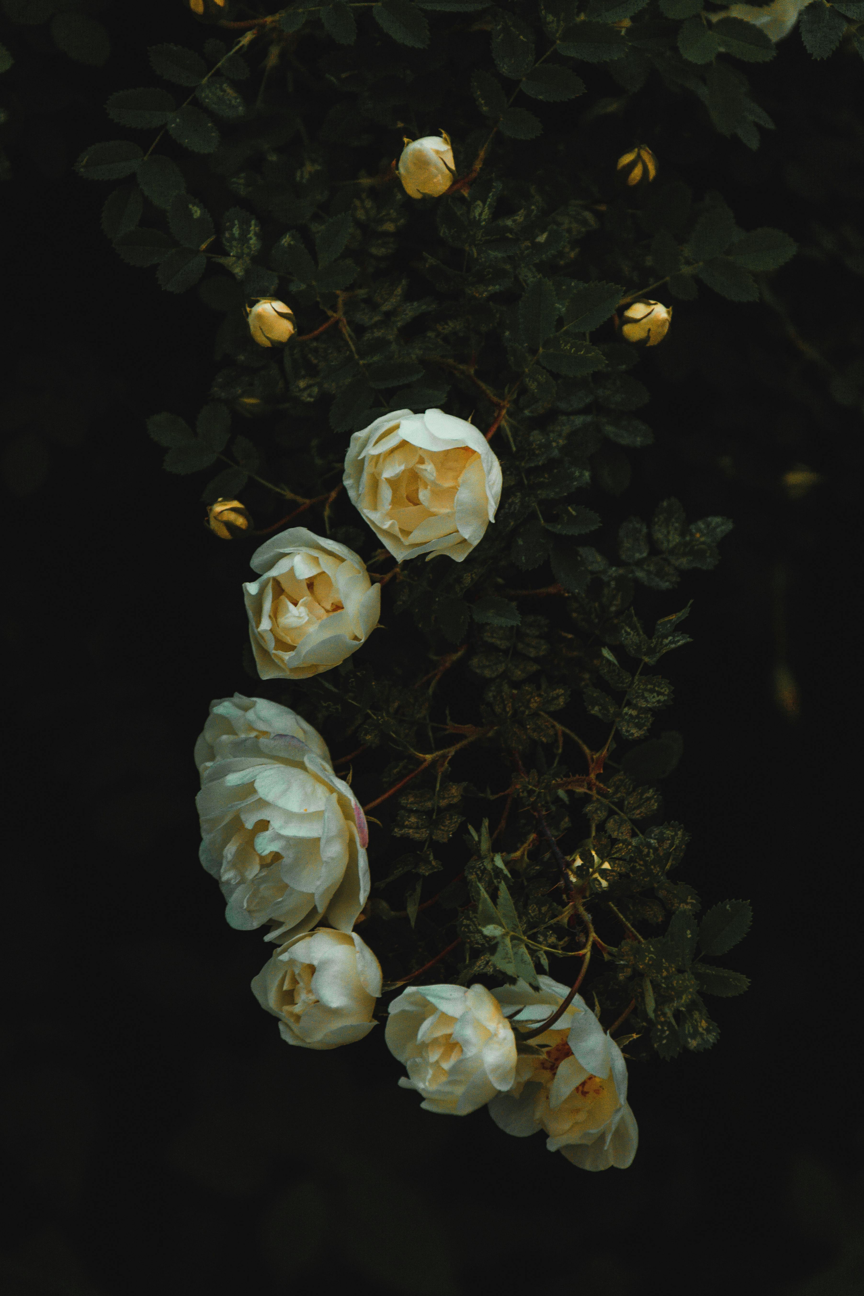 white roses