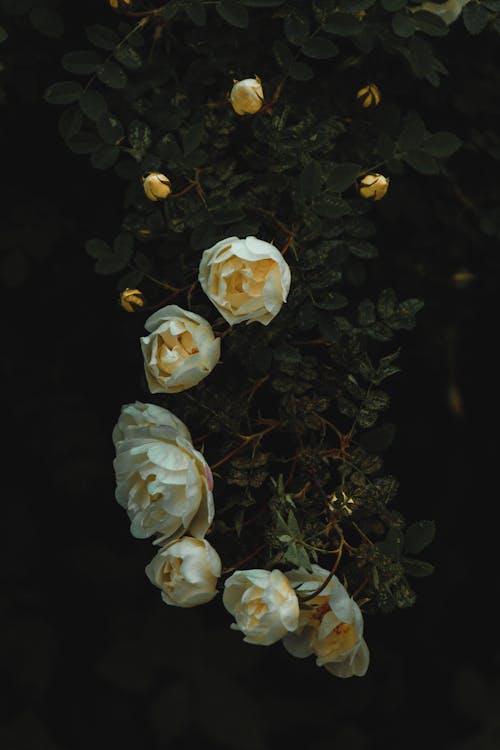 Rosas Blancas