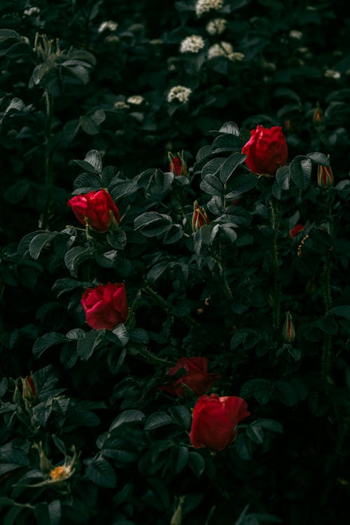 盛開的玫瑰叢，在暮色中的紅色花瓣