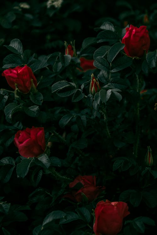 Fotografía De La Planta De Rosa Roja
