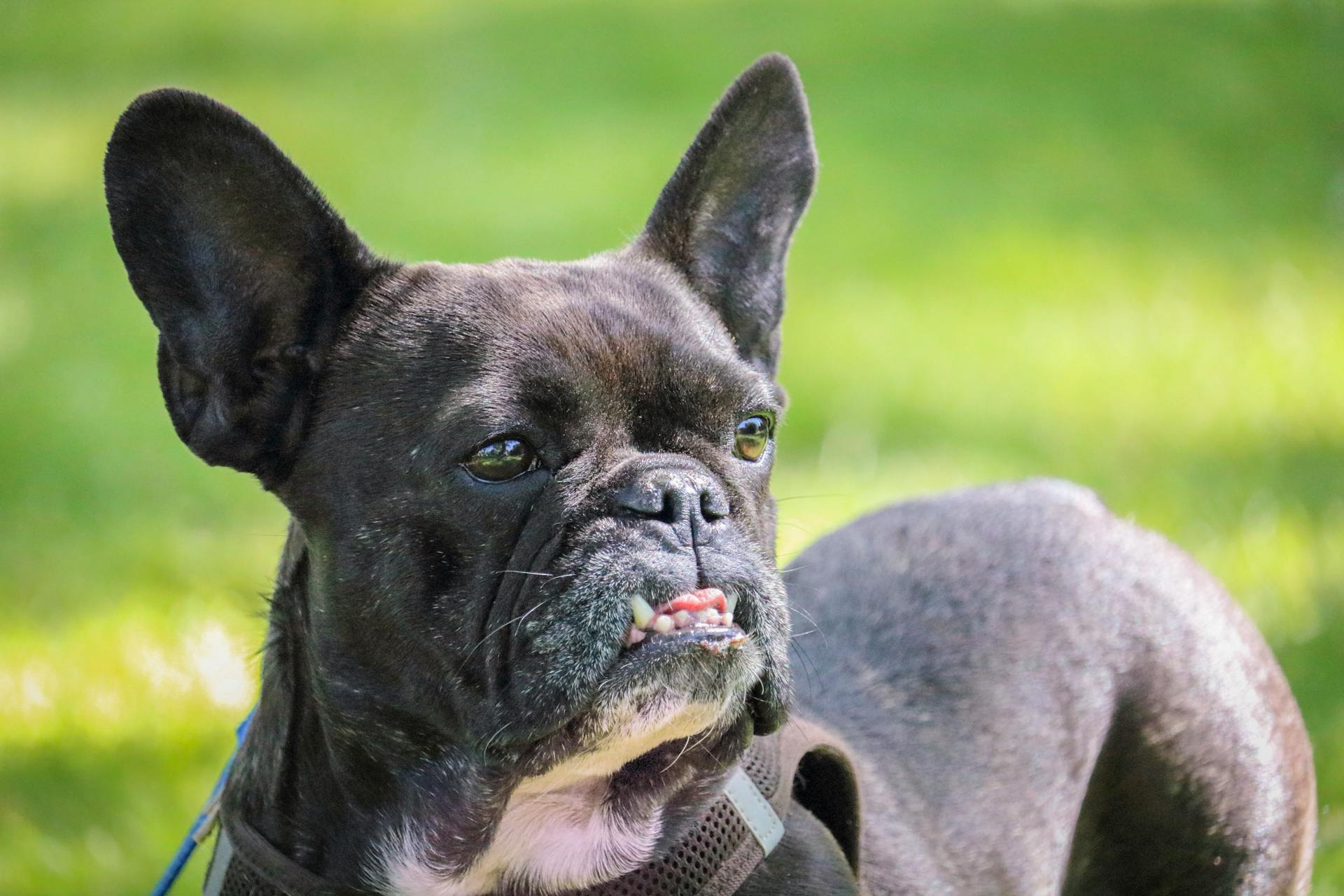 Selektiv fokusbild av vuxen svartvit fransk bulldogg