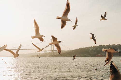 Seagulls Flying Over the River