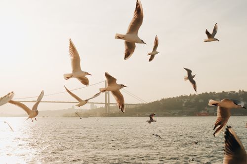 Free Seagulls soar over the Bosphorus Strait against a serene sunrise backdrop. Stock Photo