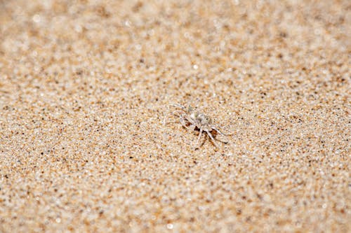 Free Close-up of a Tiny Ocypode on Sand  Stock Photo