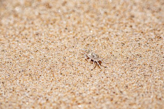 Tiny ghost crab camouflaged on a sandy beach blending into the natural tropical environment.