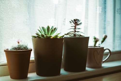 Four Assorted-color Plants on Pots Near Window