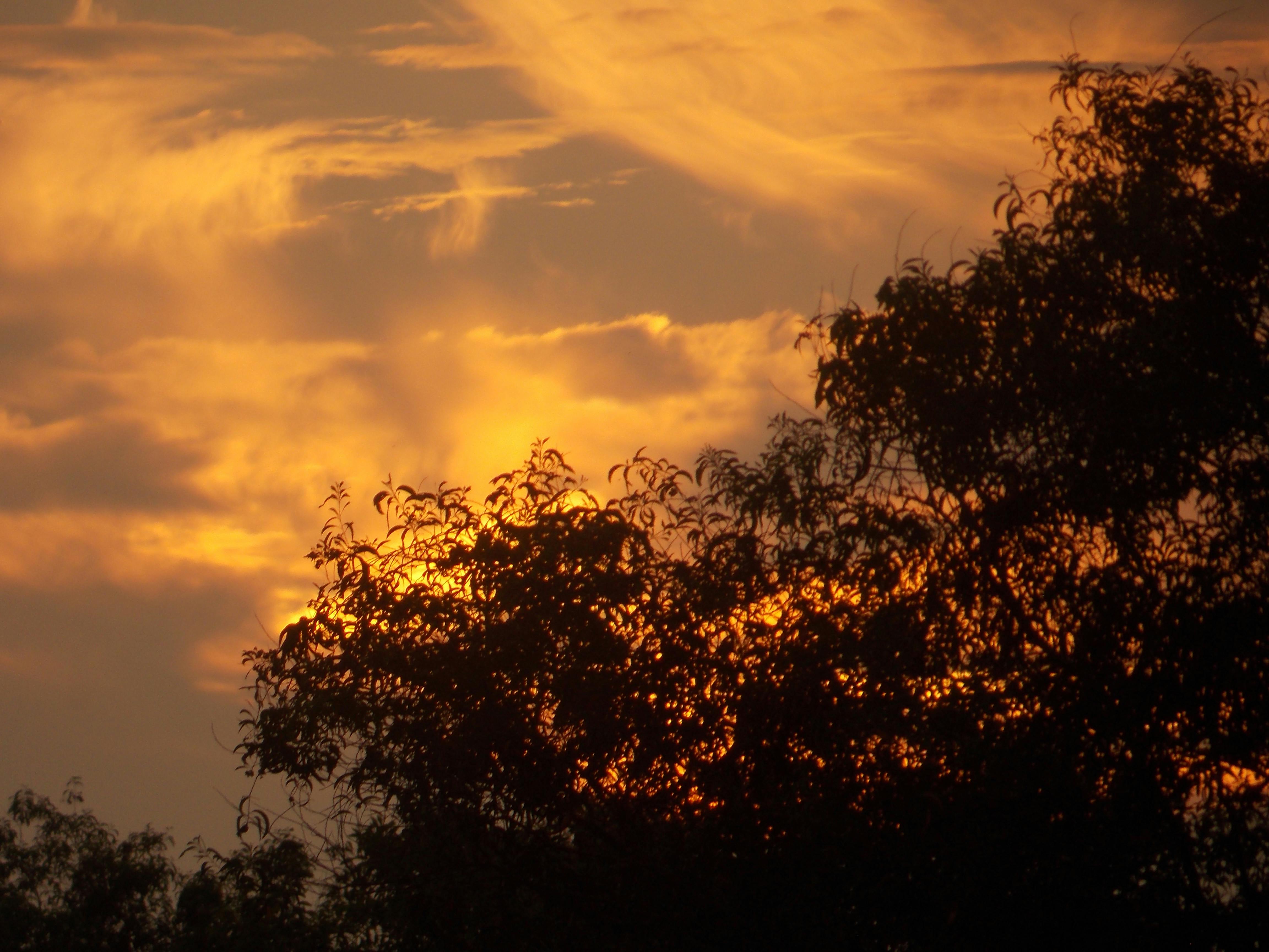 Free stock photo of #Tree, cloudy sky, evening
