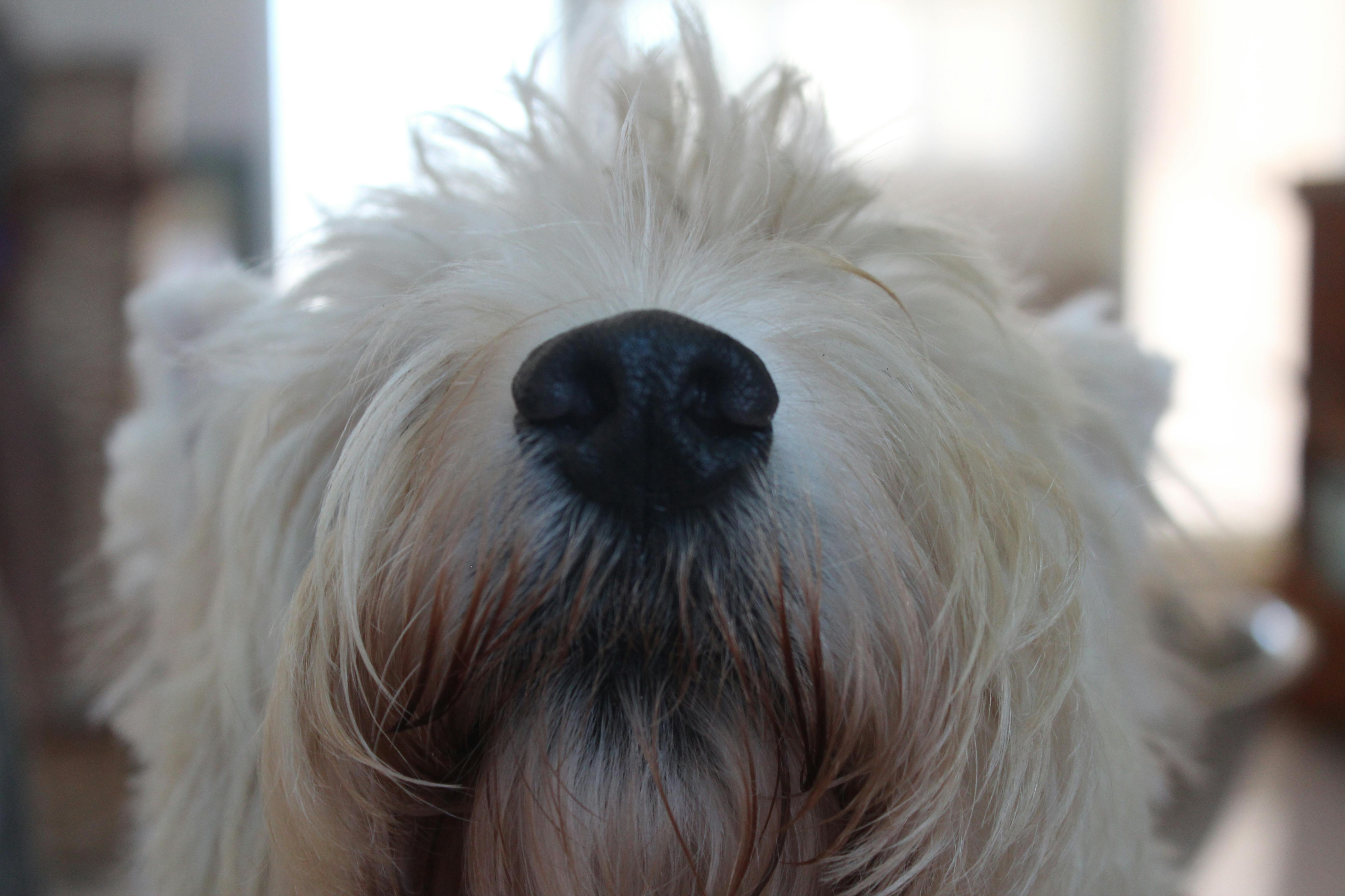 Free stock photo of dog nose, West Highland terrier, Westies