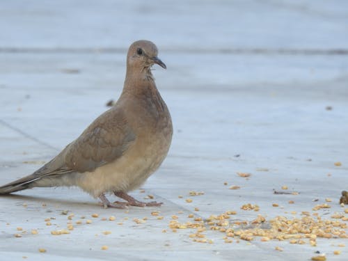 Free stock photo of bird