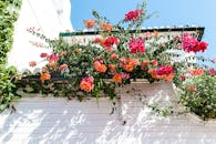 在西班牙科尔多瓦明亮的蓝天下，鲜艳的九重葛绽放在洁白的墙壁上