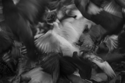 Grayscale image featuring pigeons in motion with a prominent white bird, creating a dramatic blur effect.