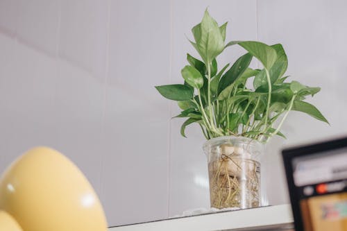 Photo of Green Plants in Clear Vase