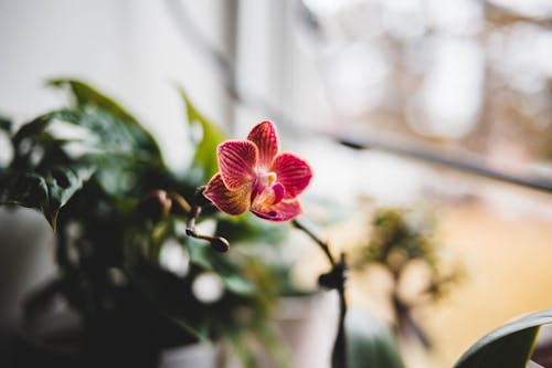 A Purple Orchid in Full Bloom