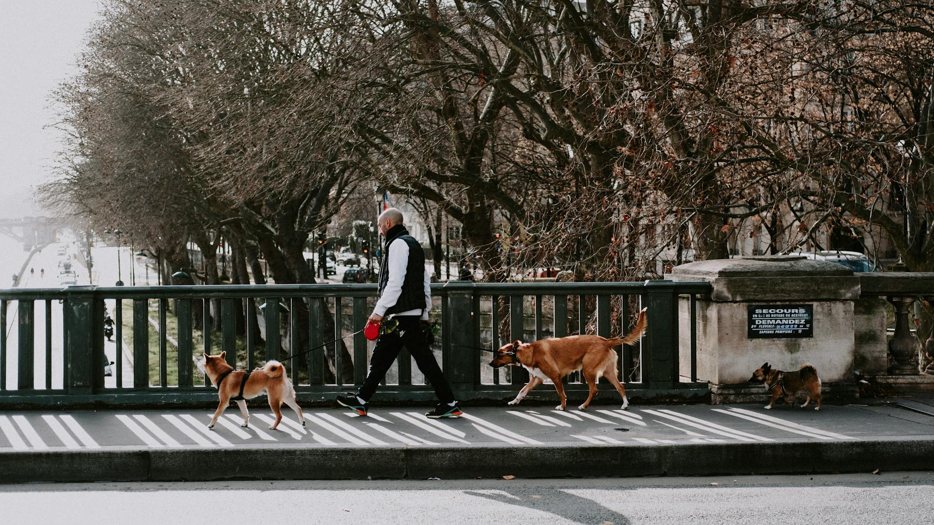 A Man Walking on the Street with His Dogs